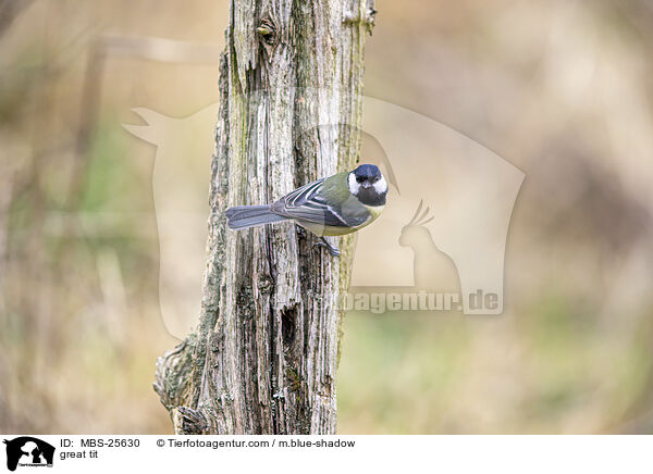 Kohlmeise / great tit / MBS-25630