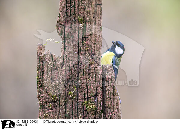 Kohlmeise / great tit / MBS-25631