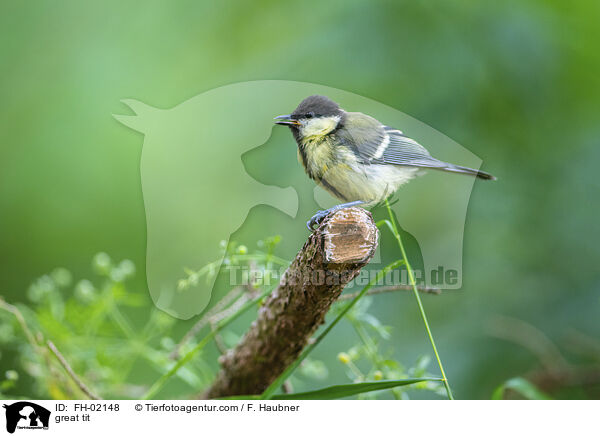 great tit / FH-02148