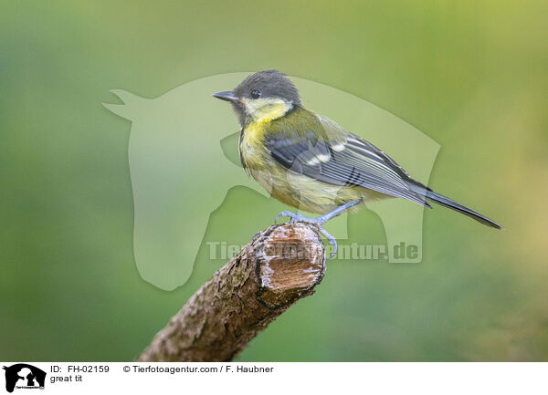 Kohlmeise / great tit / FH-02159