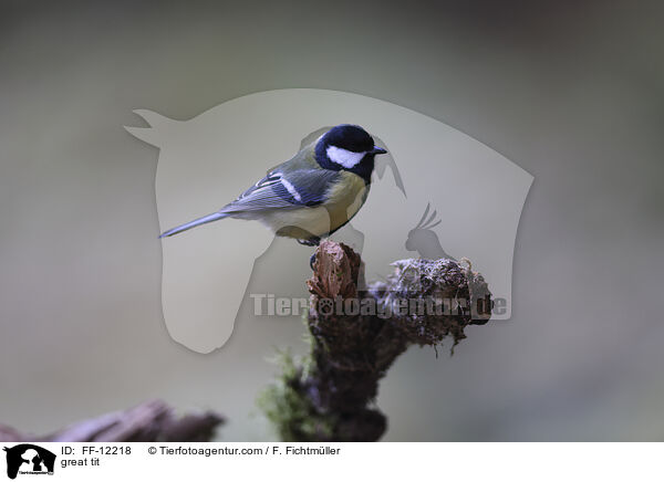 great tit / FF-12218