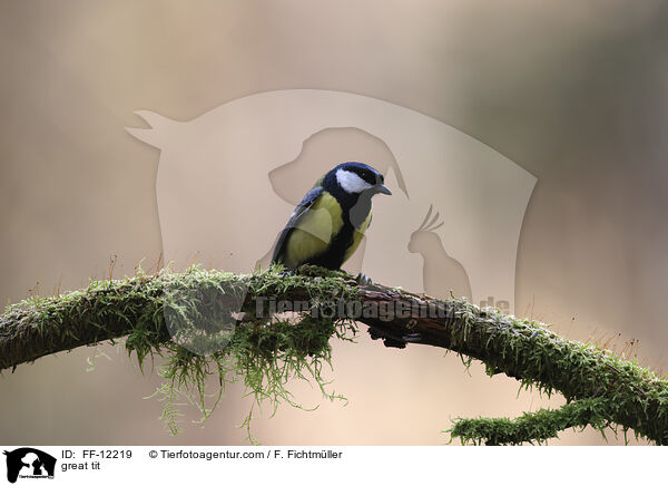 great tit / FF-12219