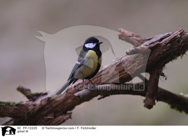 great tit / FF-12220