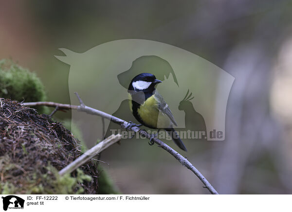 great tit / FF-12222
