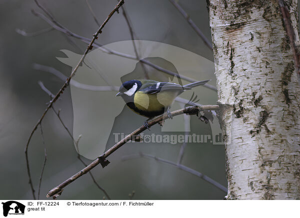 great tit / FF-12224