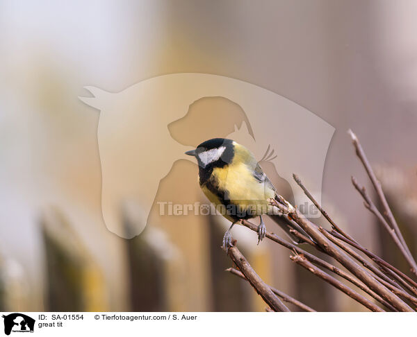 great tit / SA-01554