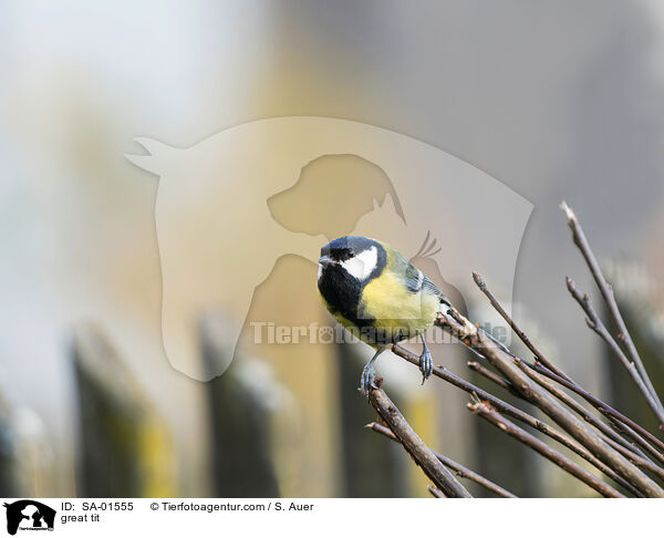 great tit / SA-01555
