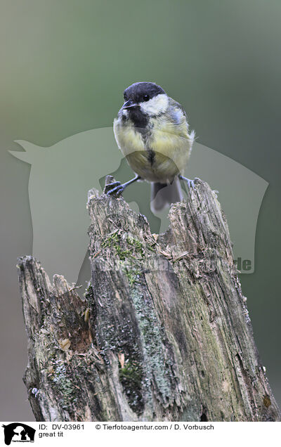 Kohlmeise / great tit / DV-03961