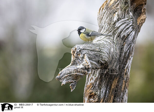 great tit / MBS-26817