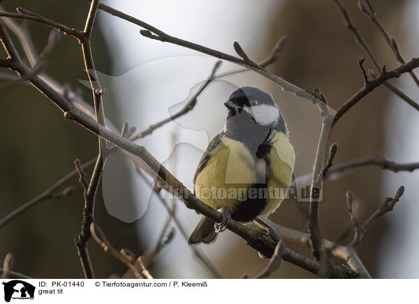 great tit / PK-01440