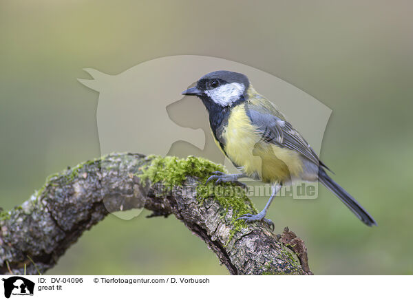great tit / DV-04096