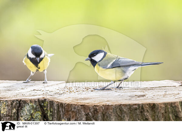 great tit / MAW-01397