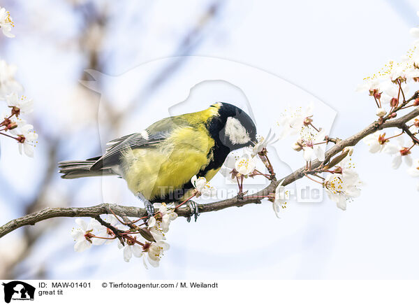 Kohlmeise / great tit / MAW-01401