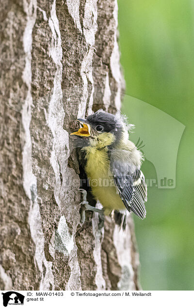 great tit / MAW-01403