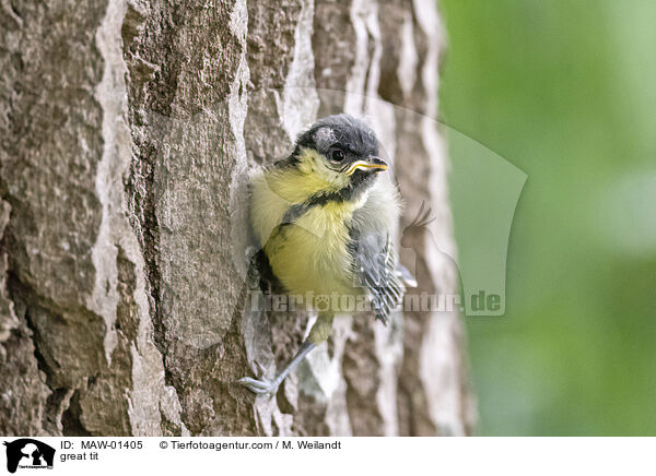 great tit / MAW-01405