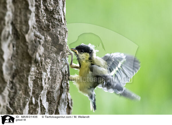 great tit / MAW-01406