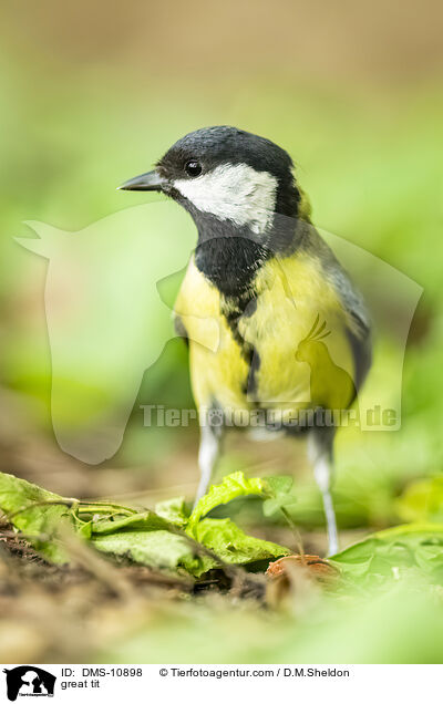 great tit / DMS-10898