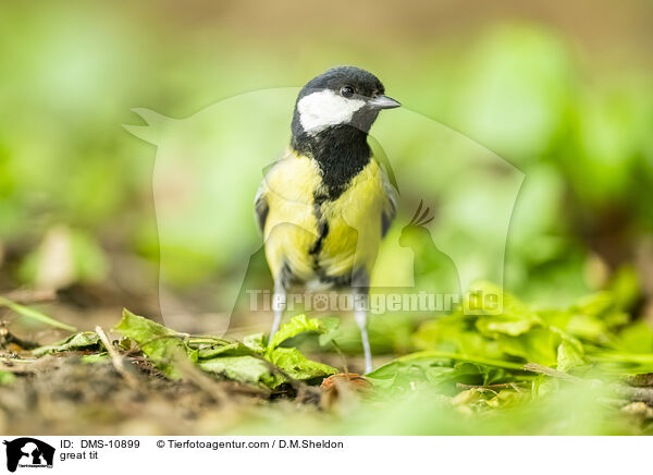 Kohlmeise / great tit / DMS-10899