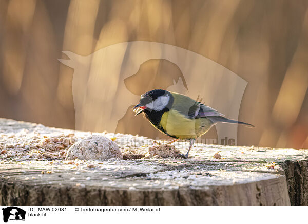 black tit / MAW-02081