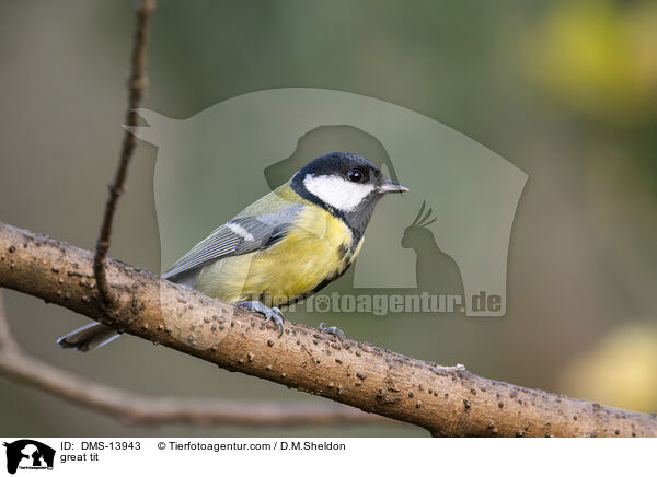 Kohlmeise / great tit / DMS-13943