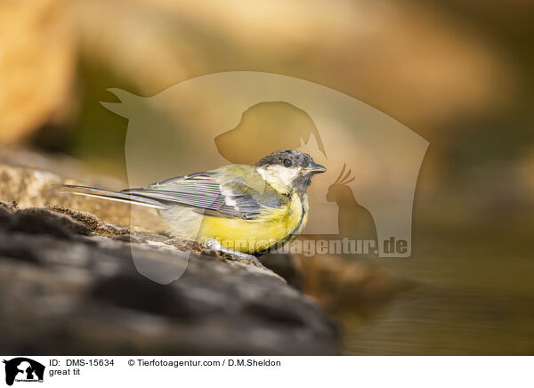 Kohlmeise / great tit / DMS-15634