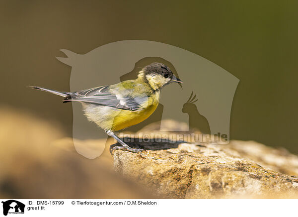Kohlmeise / great tit / DMS-15799