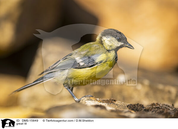 Kohlmeise / great tit / DMS-15849