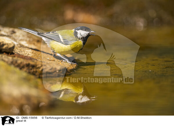 Kohlmeise / great tit / DMS-15856