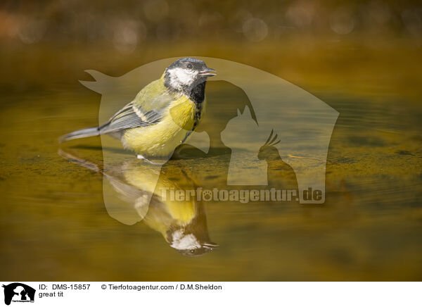 Kohlmeise / great tit / DMS-15857