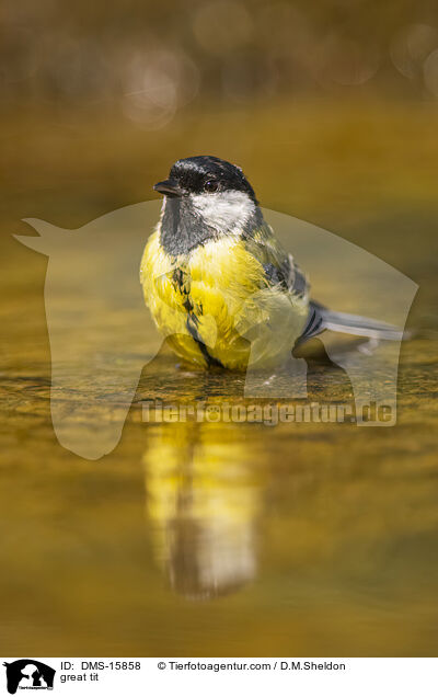 Kohlmeise / great tit / DMS-15858