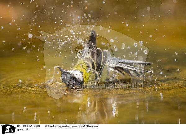 Kohlmeise / great tit / DMS-15860