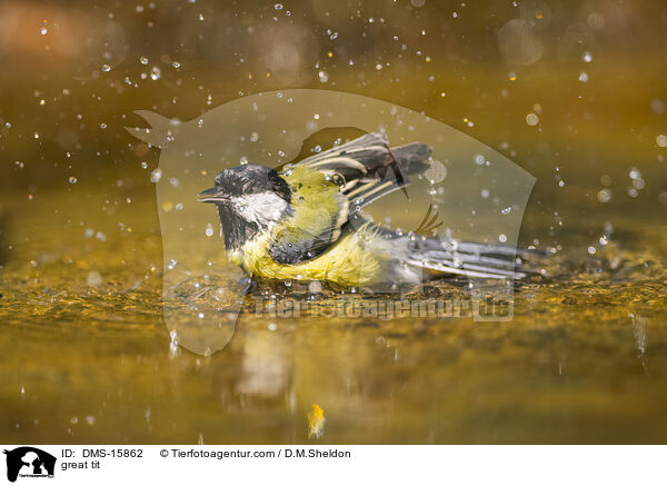 Kohlmeise / great tit / DMS-15862