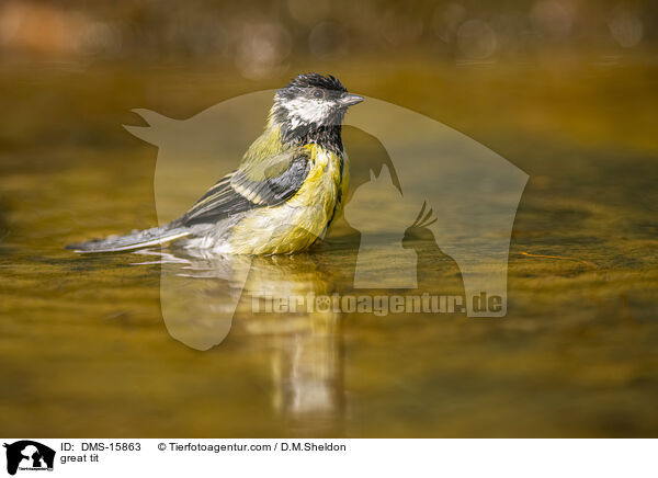 Kohlmeise / great tit / DMS-15863