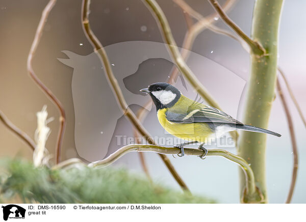 Kohlmeise / great tit / DMS-16590