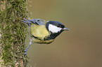 great tit