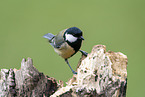 Great tit