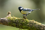 Great tit sits on branch