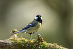 Great tit sits on branch