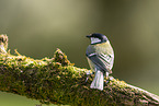 Great tit sits on branch
