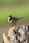 Great tit