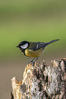 Great tit