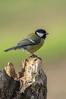 Great tit