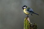 Great Titmouse