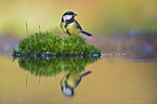 great tit