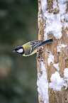 great tit