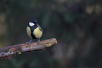 great tit