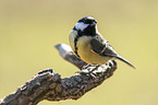 great tit