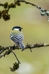 great tit