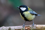 great tit