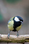 great tit